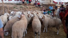 ذبح الأضحية بـ2000 دينار.. وهذه شروط دخول المذابح يومي العيد