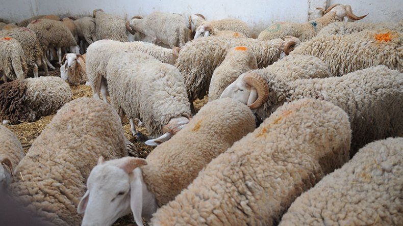 المضاربة تشطب الأضحية من قاموس “الزوالية”