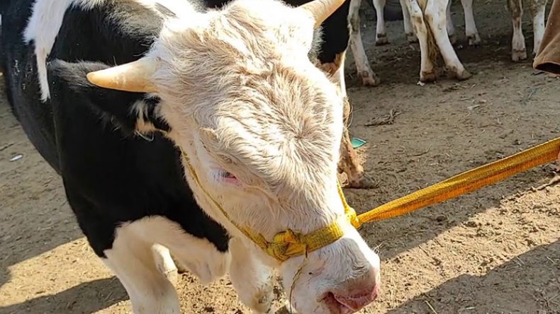 أخبار الجزائر ليوم الثلاثاء 15 جوان 2021