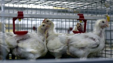 Chine: Premier cas humain de grippe aviaire H10N3