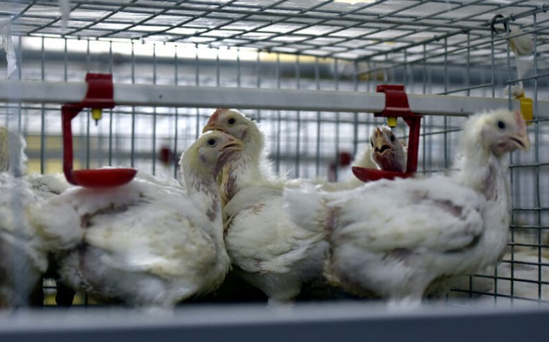 Chine: Premier cas humain de grippe aviaire H10N3