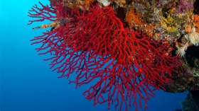 أكثر من 100 مستثمر يتنافسون على المرجان بسواحل الشرق