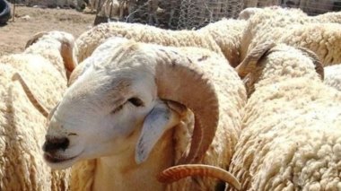 Prix du mouton de l’Aïd: Pas moins de 45000 da