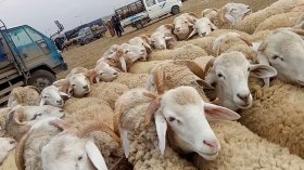 موّالون يتخلصون من قطعانهم بسبب الجفاف