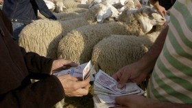 الاتحاد الوطني للفلاحين: أسعار الأضاحي لهذه السنة ستختلف كثيرا عن سابقاتها