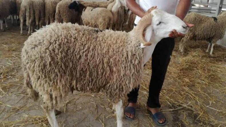 الجزائرية للحوم الحمراء.. هذه أسعار الأضاحي عبر نقاط البيع المعتمدة