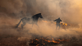 حرائق خنشلة.. هذه حقيقة الصور المتداولة حول إنقاذ أحصنة