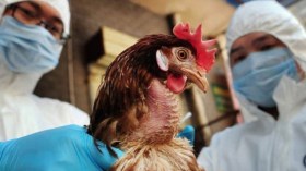 Un cas humain de grippe aviaire signalé en Chine