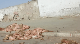 “نات كوم” تدعو المواطنين لوضع “الهيدورة” داخل الأكياس ورميها بالحاويات