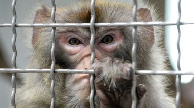 Herpès B du singe: Un nouveau virus mortel apparu en Chine ?
