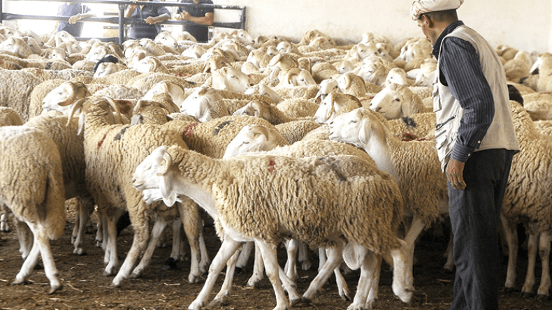 الأضاحي بـ5000 دج.. والباقي بالتقسيط!