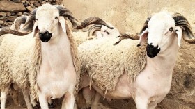 كم مرة ضحّى فيها النبي صلى الله عليه وسلم؟