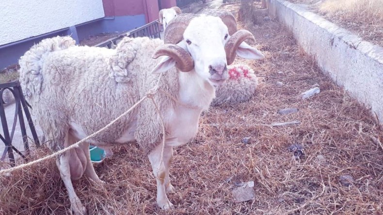 الفحول العملاقة… كباش أسطورية تفوق عشرين مليونا