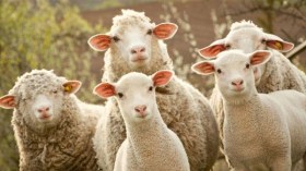 مغتربون: جزّارون جزائريون خدعونا بأغنام صغيرة لا تجوز للذبح!