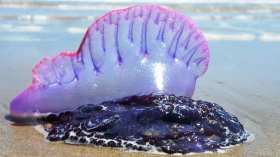 رجل الحرب البرتغالي على ضفاف شواطئنا.. وزارة البيئة تحذّر