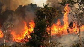 إندلاع 3 حرائق غابات في الطارف