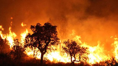 Feux de forêts : arrestation de 22 mis en cause