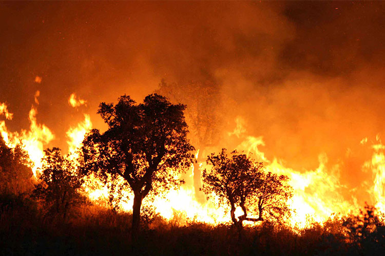 Feux de forêts : arrestation de 22 mis en cause
