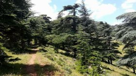 نحو فتح المجال الغابي للاستثمار قريباً