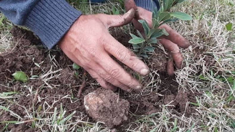 مواطنون يبادرون إلى إحياء الغابات لكنّهم يجهلون أصول الغرس