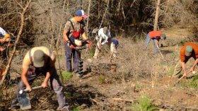 إعادة تشجير مناطق الحرائق حاليا خطر على البيئة!