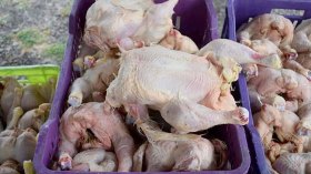 ورشة سرية تنظف الدجاج داخل مراحيض ثم تحوله إلى المطاعم بوهران