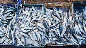 تجاوزات بالجملة للصيادين أهدرت الثروة السمكية بالجزائر