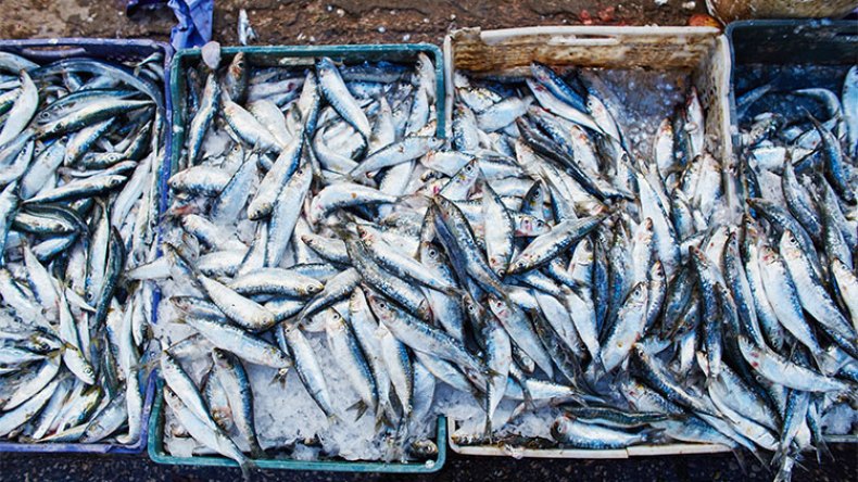 تجاوزات بالجملة للصيادين أهدرت الثروة السمكية بالجزائر