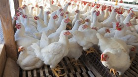 الدجاج “مهدد بالانقراض” في الجزائر!