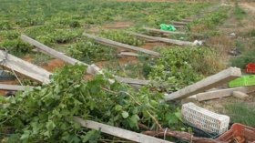 1.9 مليون فلاح ينتظرون التعويضات دون دفع التأمين!