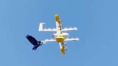 Combat dans le ciel entre oiseaux et drones de livraison