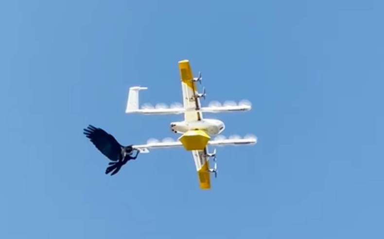 Combat dans le ciel entre oiseaux et drones de livraison