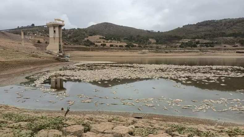 وزارة الصيد البحري: فتح تحقيق في قضية نفوق الأسماك بسد بوكردان بتيبازة