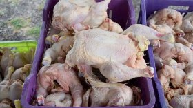 حجز 1.7 طن من اللحوم البيضاء والأسماك الفاسدة بقسنطينة