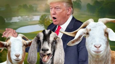 Comment des “chèvres” permettent a Trump de payer moins d’impôts