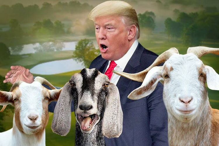 Comment des “chèvres” permettent a Trump de payer moins d’impôts
