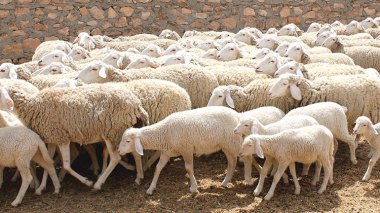 Tizi-Ouzou: 6.100 têtes de bétail au profit des éleveurs sinistrés