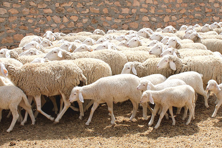 Tizi-Ouzou: 6.100 têtes de bétail au profit des éleveurs sinistrés