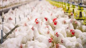 خليه يربي الريش.. حملة جديدة ضد غلاء لحوم الدواجن