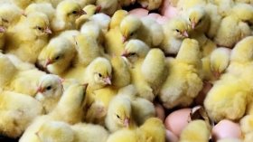 الديوان الوطني لتغذية الأنعام.. تخفيض جديد لسعر الكتكوت