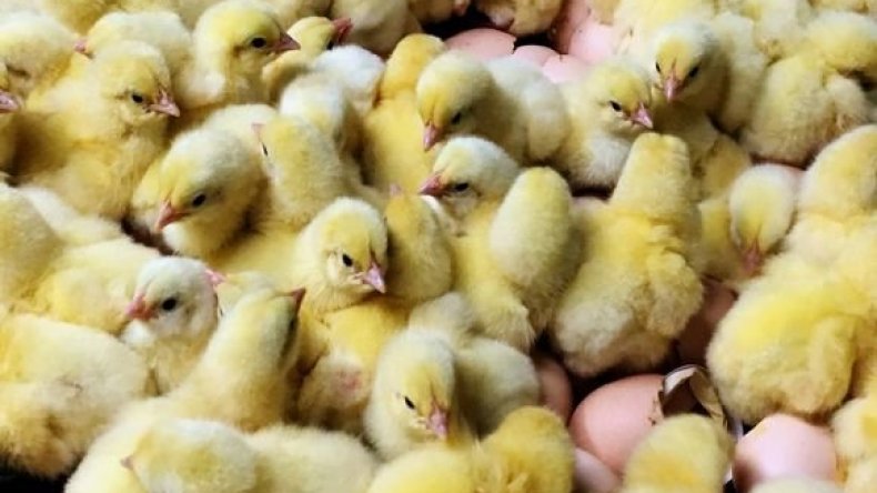 الديوان الوطني لتغذية الأنعام.. تخفيض جديد لسعر الكتكوت