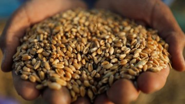 Algeria Imports 60.000 Tons Of Russian Wheat