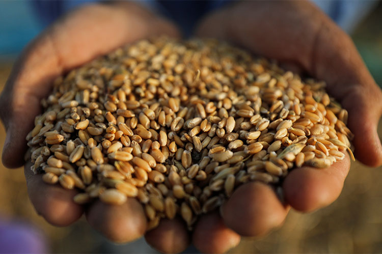 Algeria Imports 60.000 Tons Of Russian Wheat