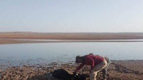 مواطنون يهرعون لإنقاذ حيوانات عالقة بسدّ الجرف في بشار
