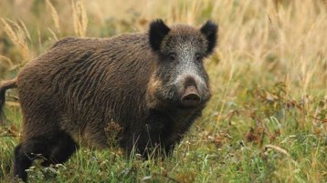 الاستثمار في الخنازير!