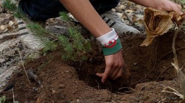 Reboisement: 19 millions arbres seront plantés en octobre