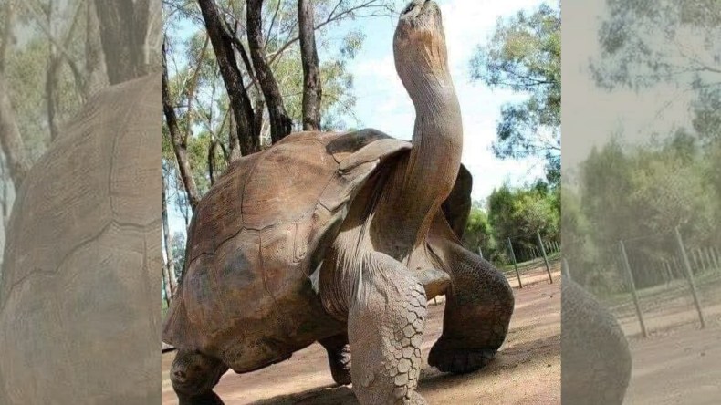 حقيقة صورة السلحفاة “جوناثان”.. أكبر الحيوانات الحيّة عمراً!