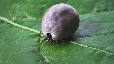Une nouvelle maladie transmise par des tiques inquiète le Japon