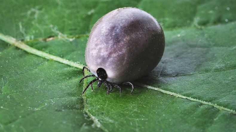 Une nouvelle maladie transmise par des tiques inquiète le Japon