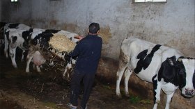 مرض نادر يفتك بالأبقار ويثير طوارئ بسكيكدة